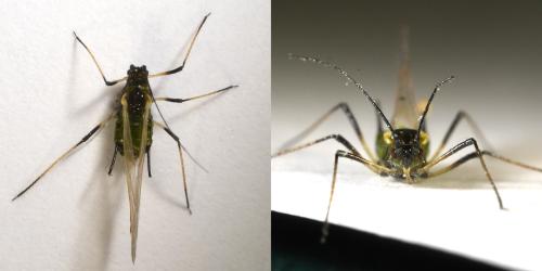Réf. 313 805 : Macrosiphum rosae